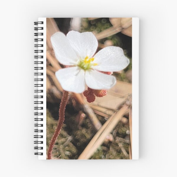 Item preview, Dwarf Sundew Flower Bloom designed and sold by Aqualyn.