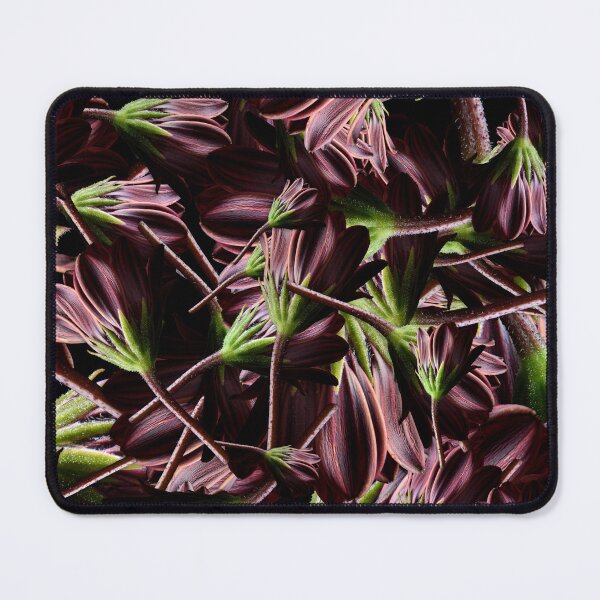 Item preview, African Daisy designed and sold by Dreamscape Eclectic .
