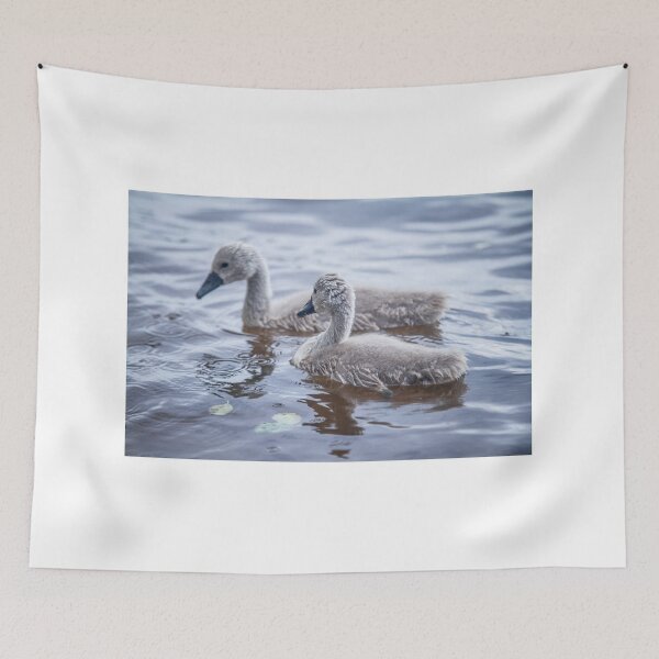 Item preview, Baby swans  on the lake. 2 designed and sold by Dzianis Sharametsyeu.