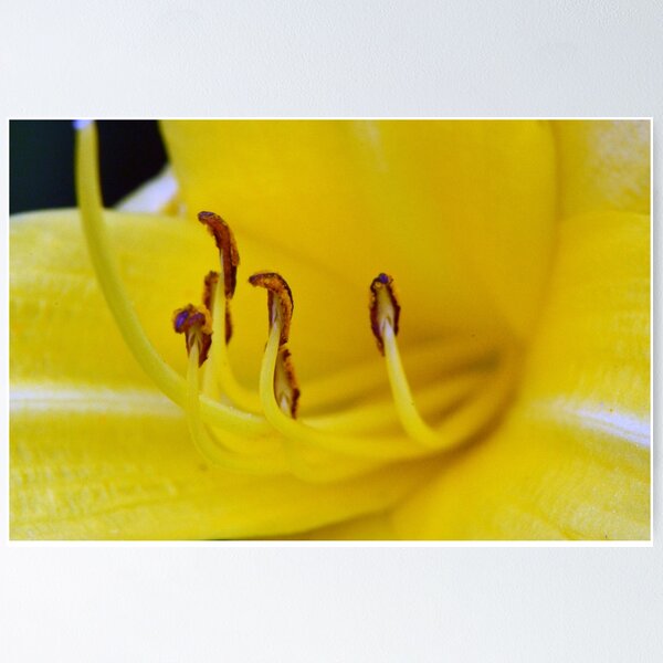 Item preview, Cobra Lilies designed and sold by Chris Monks.