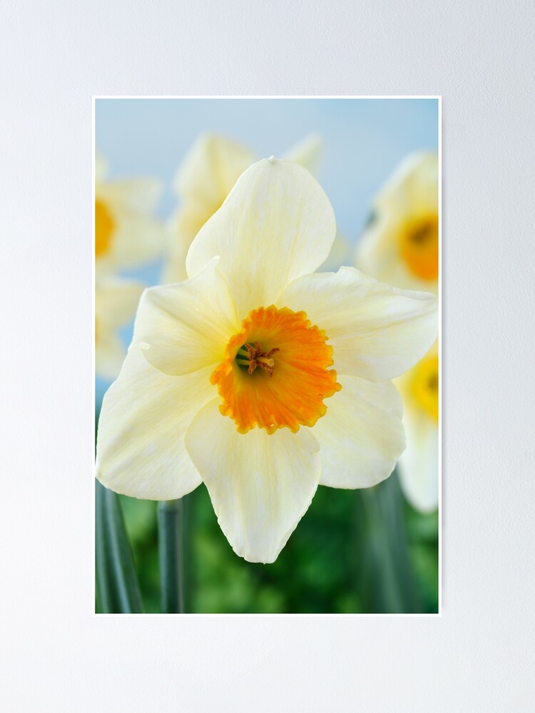 "Narcissus 'Sempre Avanti' Div. 2 Largecupped Daffodil " Poster by