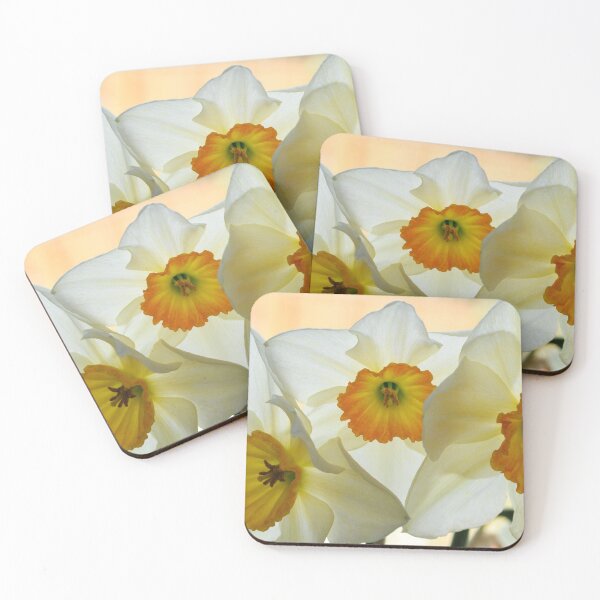 Item preview, Narcissus 'Sempre Avanti' Div. 2 Large-cupped Daffodil designed and sold by Chris Burrows.