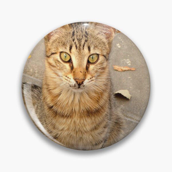 Artikelvorschau, Süße orange-braun getigerte Katze entworfen und verkauft von taiche.