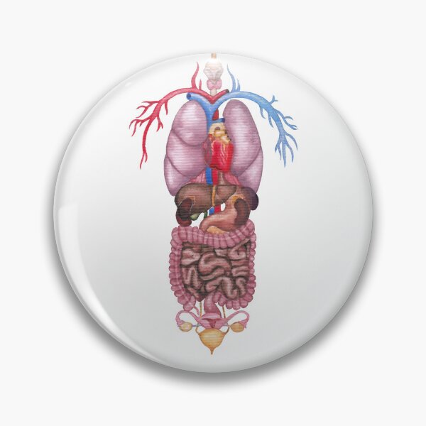 Item preview, Watercolor female internal organs and cardiovascular system designed and sold by Ekaterina Glazkova.