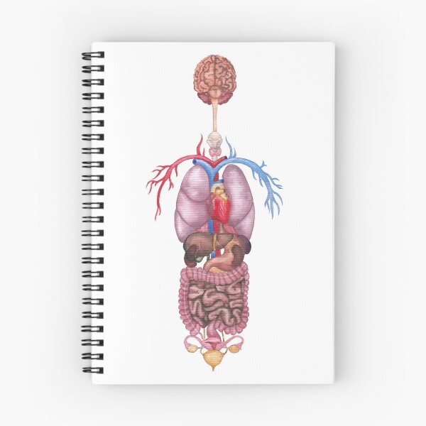 Item preview, Watercolor female internal organs and cardiovascular system designed and sold by Ekaterina Glazkova.