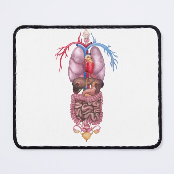 Item preview, Watercolor female internal organs and cardiovascular system designed and sold by Ekaterina Glazkova.