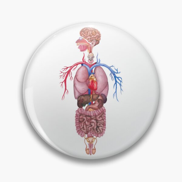 Item preview, Watercolor human internal organs and cardiovascular system designed and sold by Ekaterina Glazkova.
