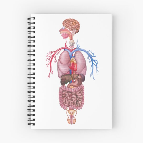 Item preview, Watercolor human internal organs and cardiovascular system designed and sold by Ekaterina Glazkova.
