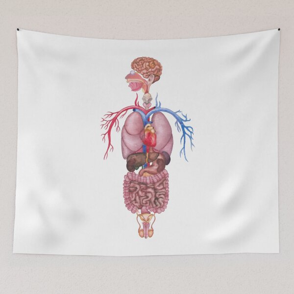 Item preview, Watercolor human internal organs and cardiovascular system designed and sold by Ekaterina Glazkova.