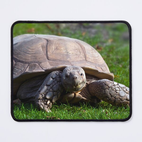 Item preview, Tortoise designed and sold by JeanKellyPhoto.