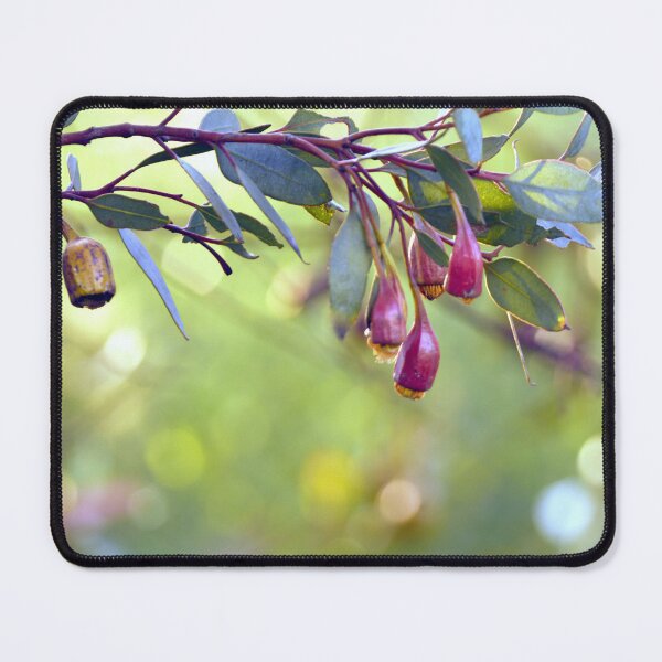 Item preview, Gumnuts in Dappled Sunlight designed and sold by imaginethis.