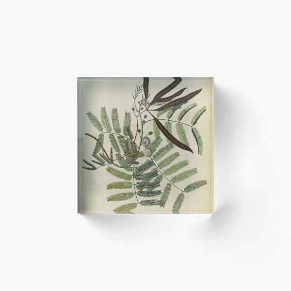 Item preview, Mimosa glauca designed and sold by Lloyd Library & Museum.