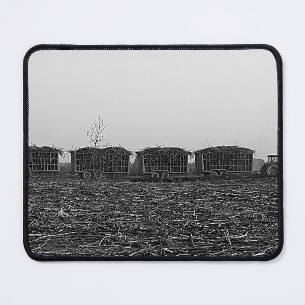 Item preview, Sugar Cane Harvest, Harvested Field, Plantation, Panorama, Africa designed and sold by worldways.
