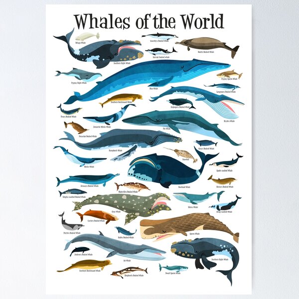 Item preview, Whales Of The World - whimsical whale illustration designed and sold by daviz.