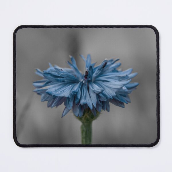 Item preview, Blue Cornflower grey background designed and sold by Cblifeisgood.
