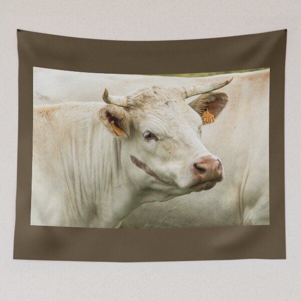 Artikelvorschau, Charolais-Rind entworfen und verkauft von Jane Stanley Photography.