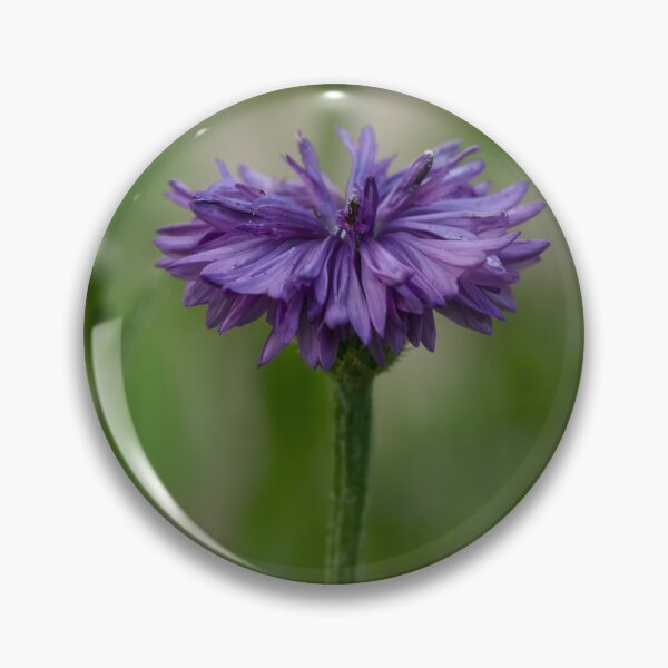 Item preview, Purple Cornflower photo designed and sold by Cblifeisgood.