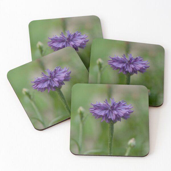 Item preview, Purple Cornflower photo designed and sold by Cblifeisgood.