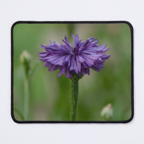 Item preview, Purple Cornflower photo designed and sold by Cblifeisgood.