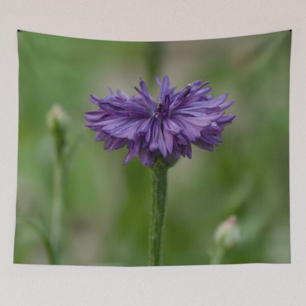 Item preview, Purple Cornflower photo designed and sold by Cblifeisgood.