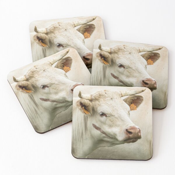 Artikelvorschau, Charolais-Rind entworfen und verkauft von Jane Stanley Photography.