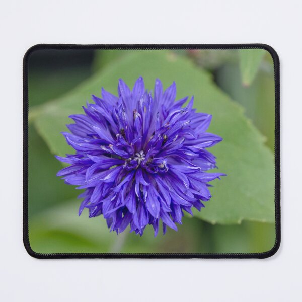 Item preview, Dark Blue Cornflower  designed and sold by Cblifeisgood.