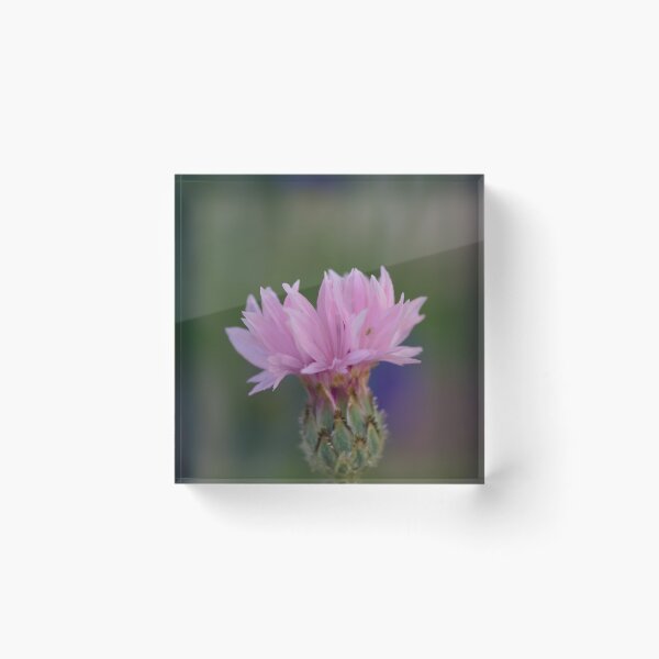 Item preview, Pink Cornflower and tiny aphid designed and sold by Cblifeisgood.