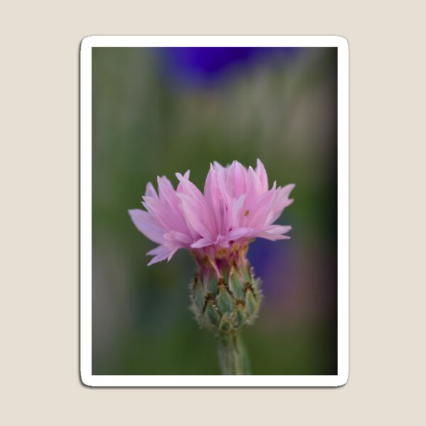 Item preview, Pink Cornflower and tiny aphid designed and sold by Cblifeisgood.