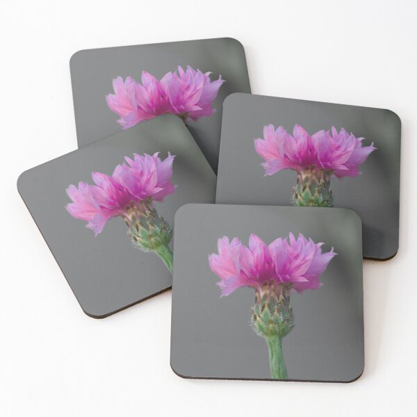 Item preview, Pink Cornflower about to open designed and sold by Cblifeisgood.