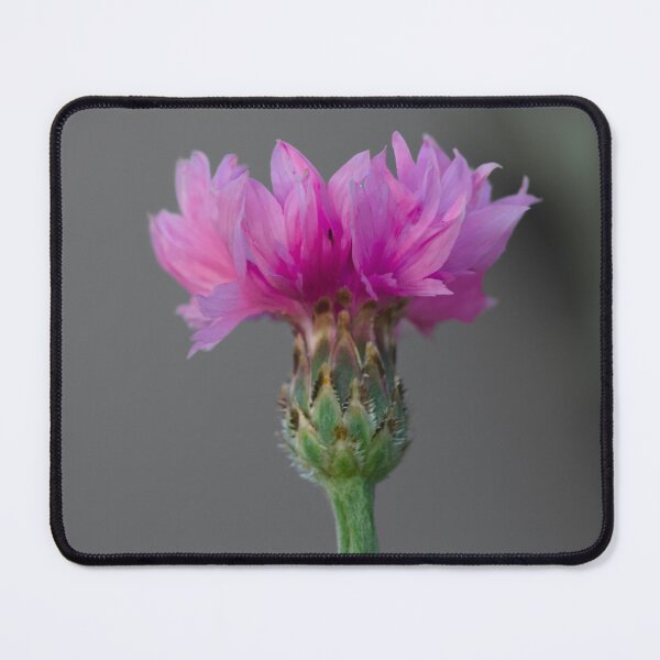 Item preview, Pink Cornflower about to open designed and sold by Cblifeisgood.