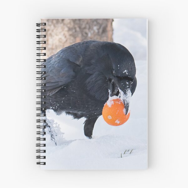 Item preview, Raven Steals the Orange designed and sold by DWMMPhotography.