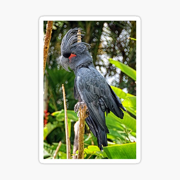 Palm cockatoo Sticker