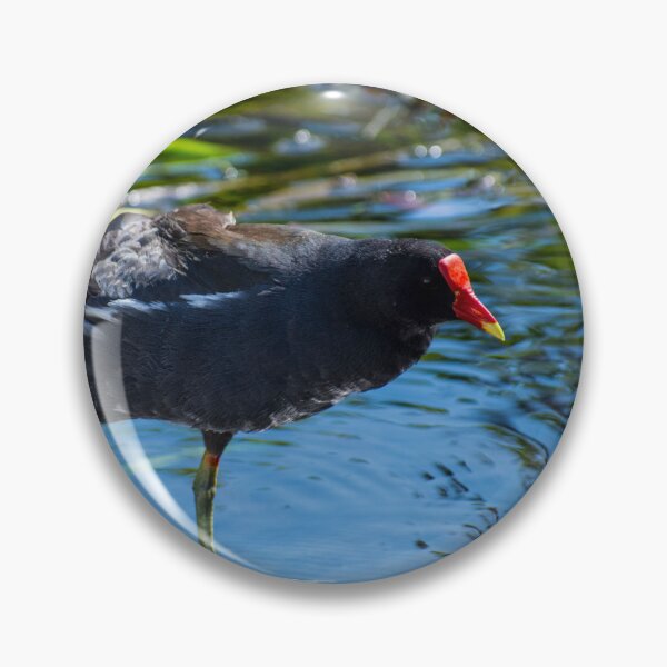 Item preview, Common Gallinule aka swamp chicken designed and sold by Paige Isovitsch.