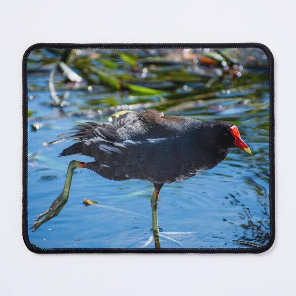 Item preview, Common Gallinule aka swamp chicken designed and sold by Paige Isovitsch.