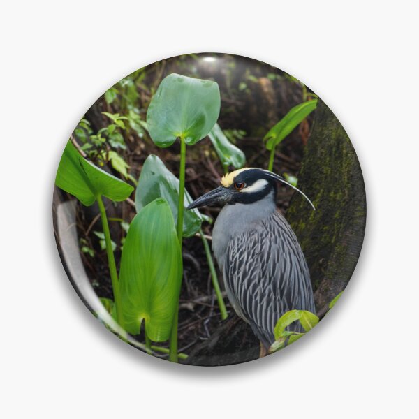 Item preview, Yellow-Crowned Night Heron designed and sold by Paige Isovitsch.