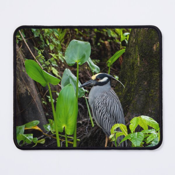 Item preview, Yellow-Crowned Night Heron designed and sold by Paige Isovitsch.