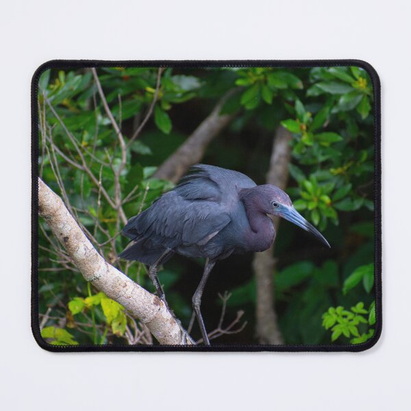 Item preview, Little Blue Heron designed and sold by Paige Isovitsch.