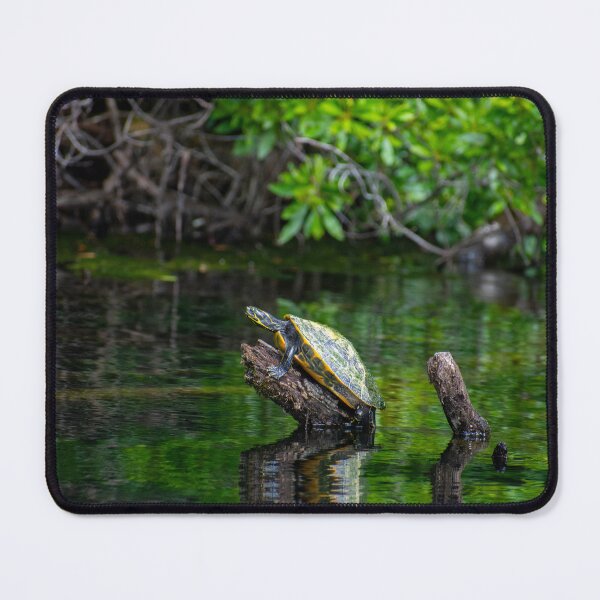 Item preview, Little Turtle designed and sold by Paige Isovitsch.