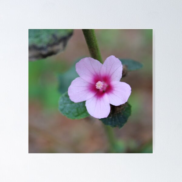 Pink wildflower Poster