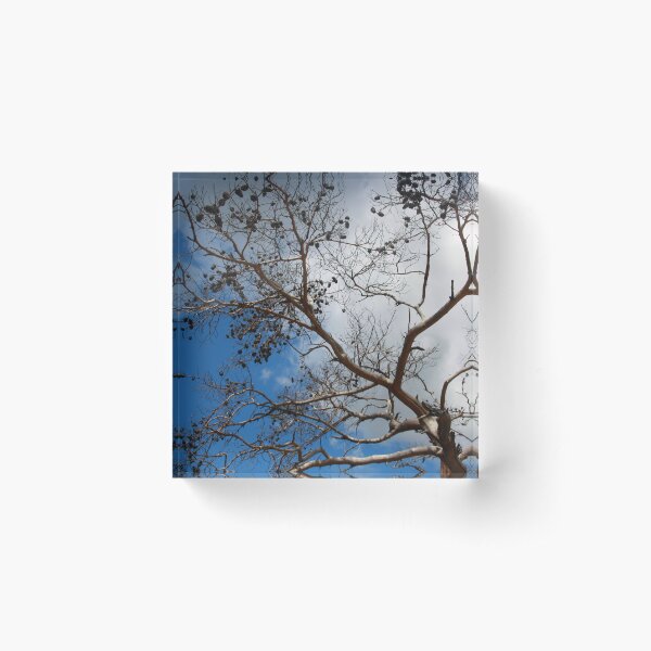 Item preview, The Skeleton of A Pine Tree Against Sky and Clouds designed and sold by taiche.