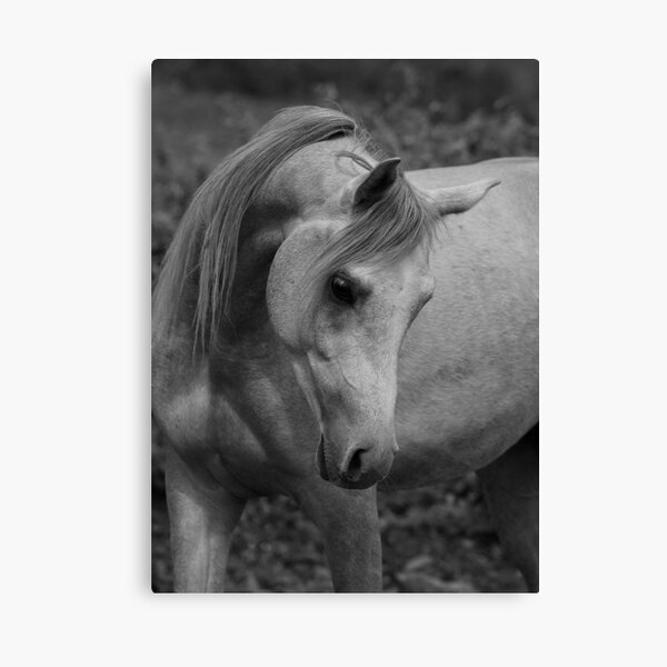 Huckleberry Canvas Print