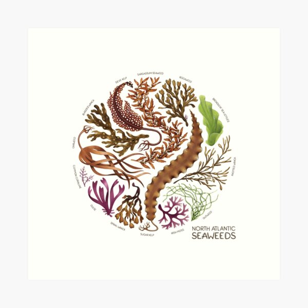 Item preview, North Atlantic Seaweeds designed and sold by JadaFitch.