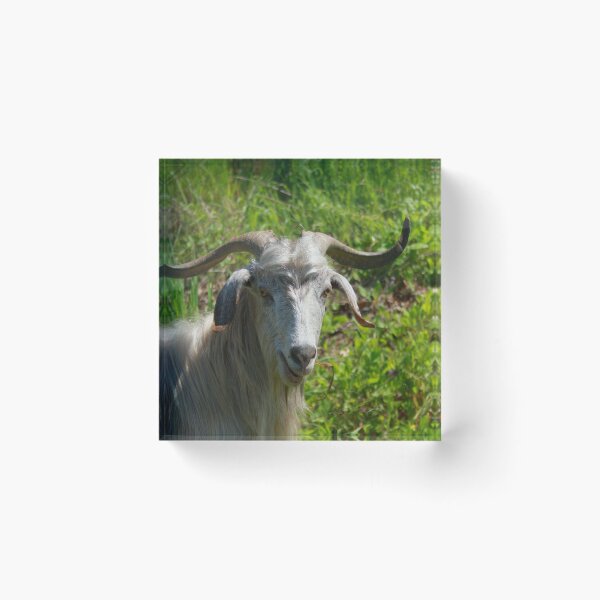 Item preview, Photographic Portrait of A Whimsical Goat designed and sold by taiche.
