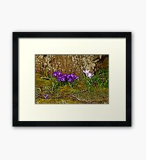 Purple Crocus In The Moss Framed Print
