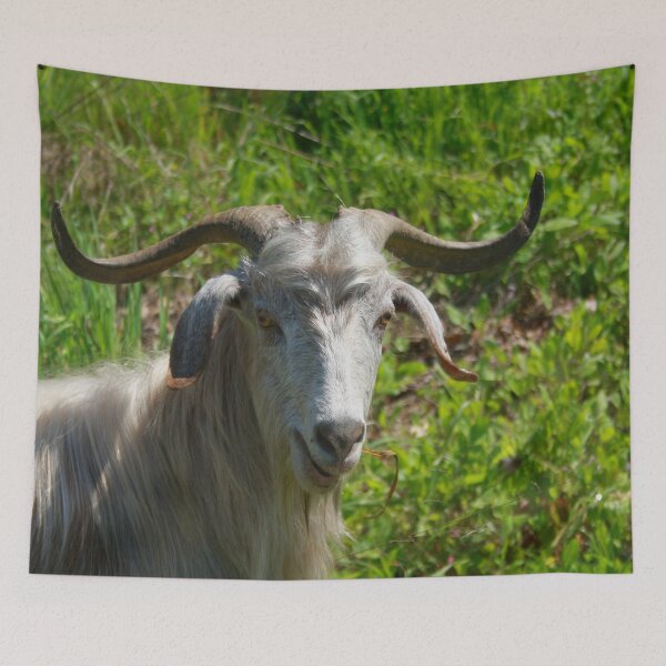 Item preview, Photographic Portrait of A Whimsical Goat designed and sold by taiche.