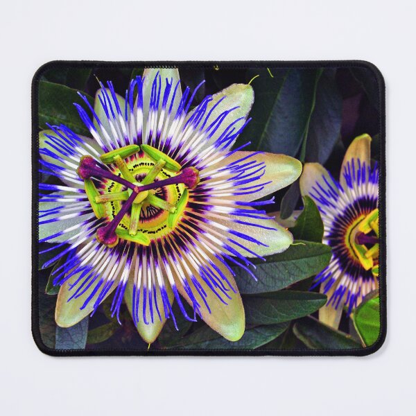 Item preview, Passion Flower Summer Flowering Plant designed and sold by AndyEvansPhotos.