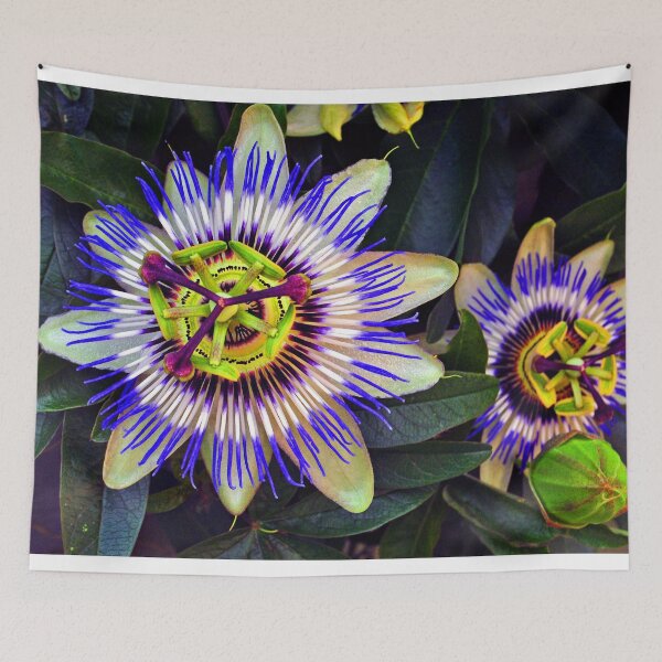 Item preview, Passion Flower Summer Flowering Plant designed and sold by AndyEvansPhotos.
