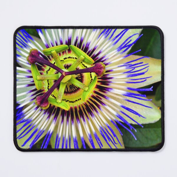 Item preview, Passion Flower Summer Flowering Plant designed and sold by AndyEvansPhotos.