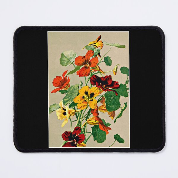 Item preview, Lush, Colorful, Nasturtium Flowers on a Plant 1885 designed and sold by RocketshipRetro.