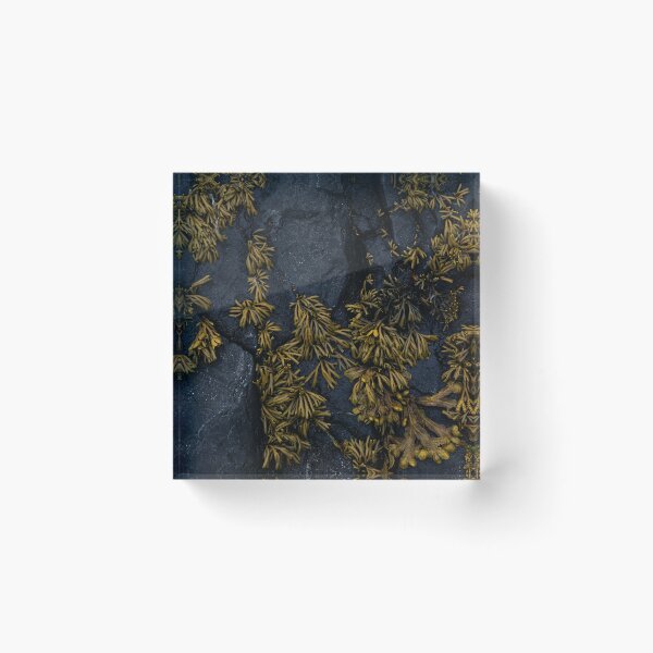Item preview, seaweed designed and sold by justine Gordon.